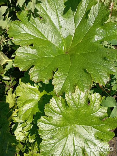 Бузульник. Дармера