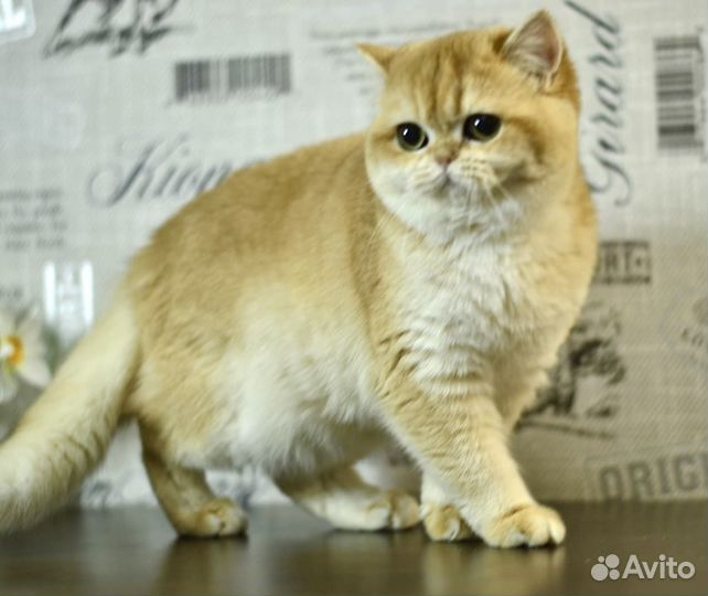 Золотая британская шиншилла девочка BRI NY 12