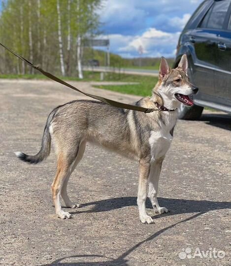 Тиффани 7месяцев в поиске хозяев