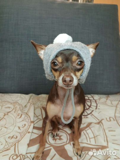 Шапка для собаки