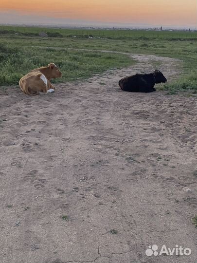 Домашние животные