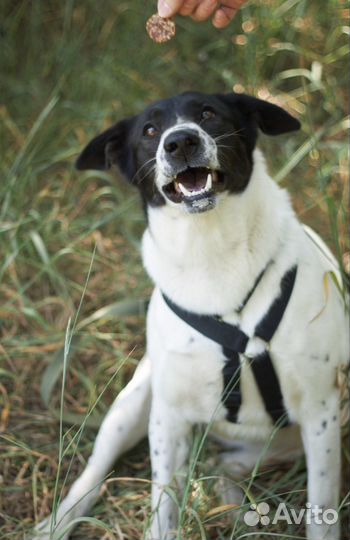 Смоки тоскует в приюте без обнимашек