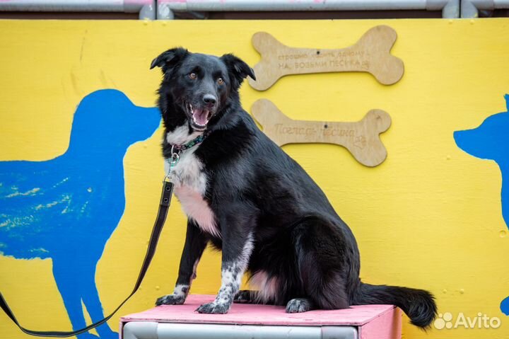 Долли собака