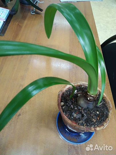 Цветы домашние в горшках