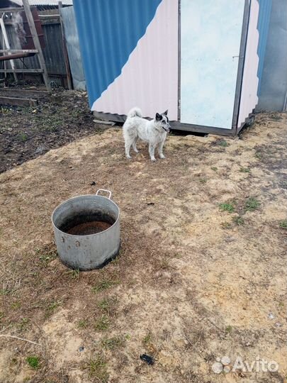 Щенки лайки