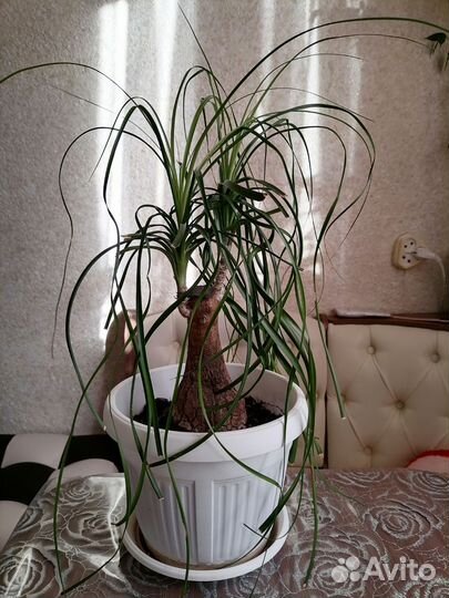 Бокарнея нолина