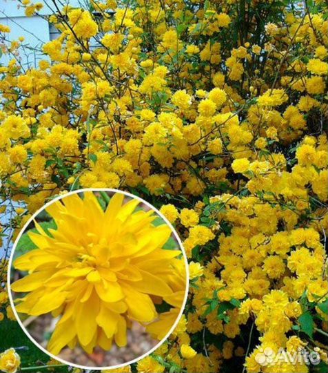 Керрия японская