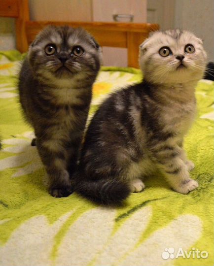 Шотландские котята