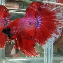 Рыбка betta halfmoon/петушок халфмун