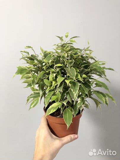 Фикус Бенджамина Кинки