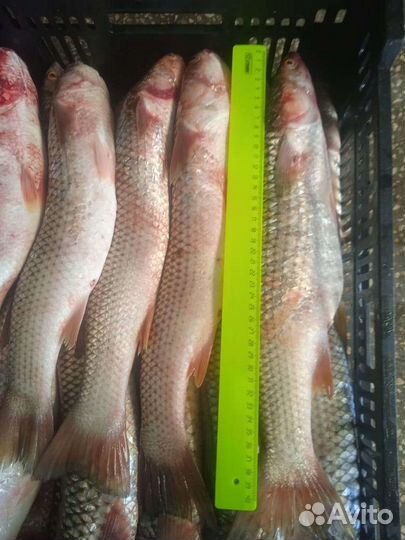 Рыба Пеленгас крупный оптом свежемороженный