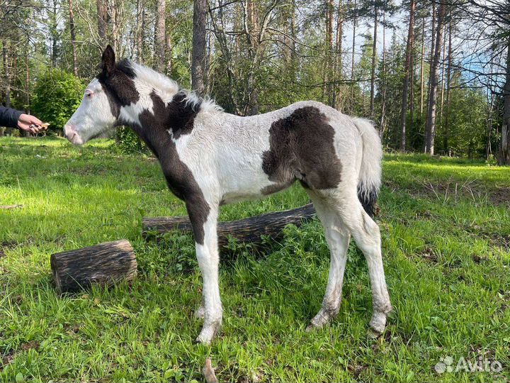 Жеребёнок кросс тинкер
