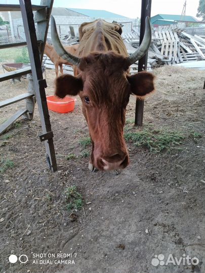 Корова,телята,куры