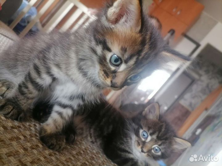 Котята от мейкуна