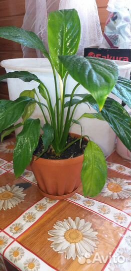 Спатифиллум