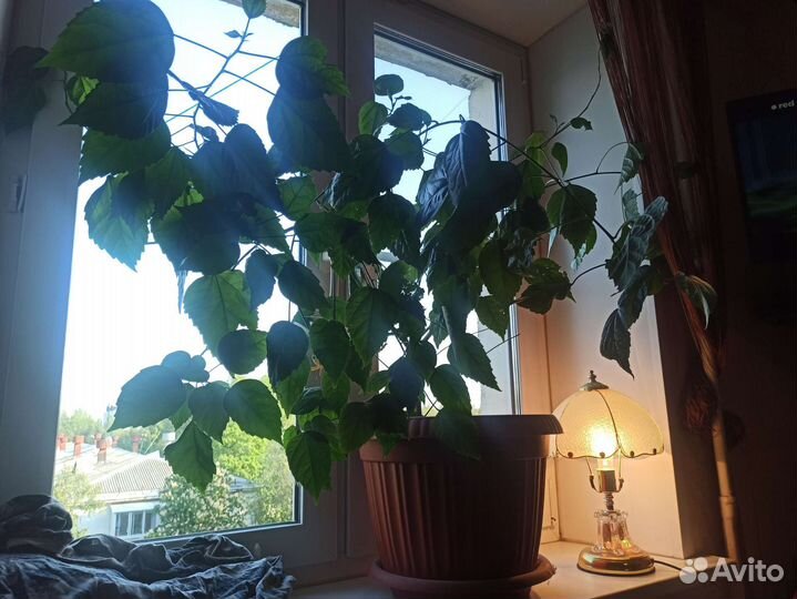 Большой комнатный цветок розан(гибискус) в горшке