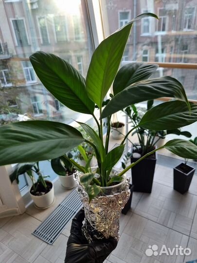 Спатифиллум/замиокулькас/кливия