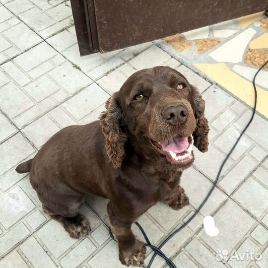 Русский спаниель