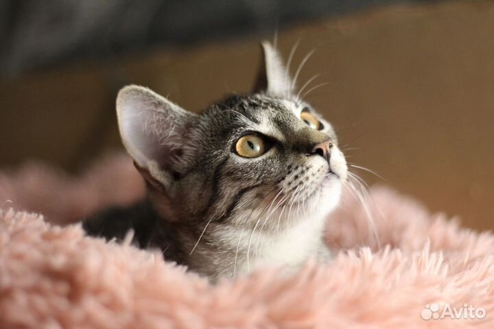 Котенок полосатый