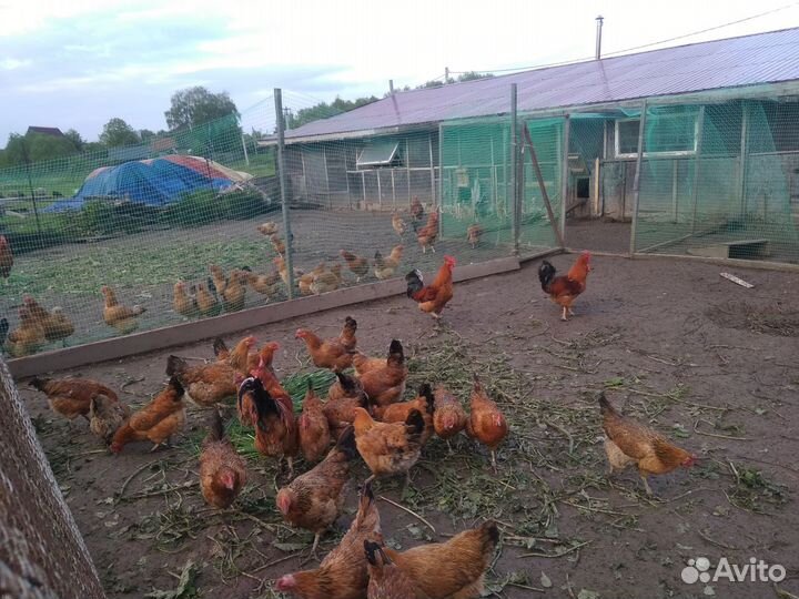 Инкубационное яйцо