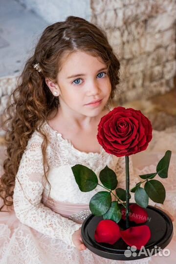 Роза в колбе (живет 5 лет) + подсветка