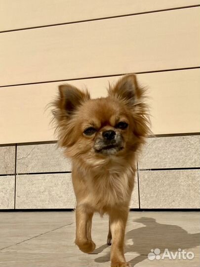 Вязка кобель чихуахуа