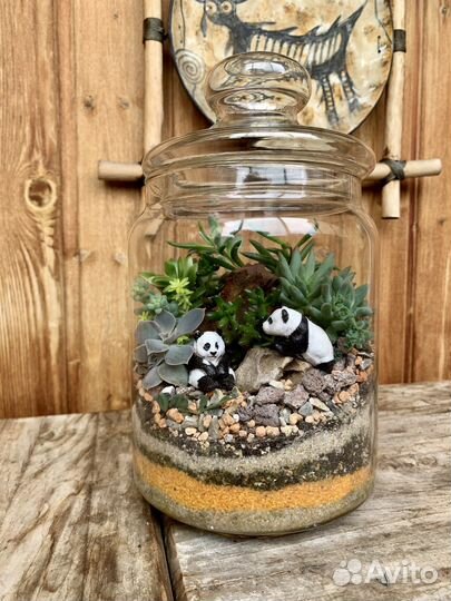 Флорариум суккуленты «Мишки панды»