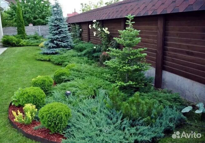 Ель обыкновенная