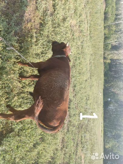 Продам телят