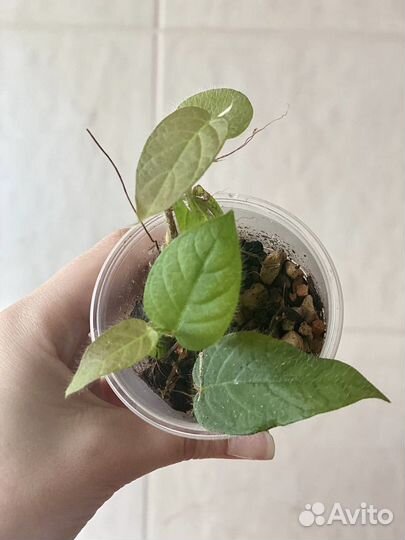 Растения для террариума / флорариума