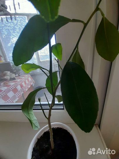 Лимонное дерево