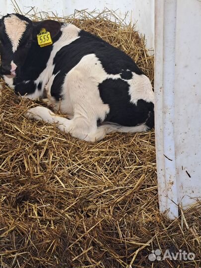 Телята бычки