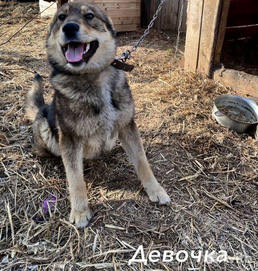 Щеночки-подростки