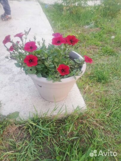 Петунья рассада