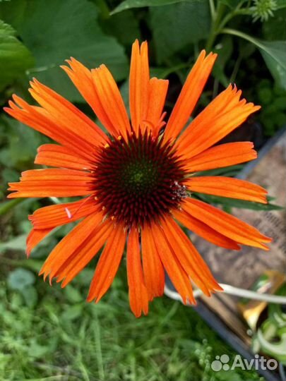Эхинацея сорт 
