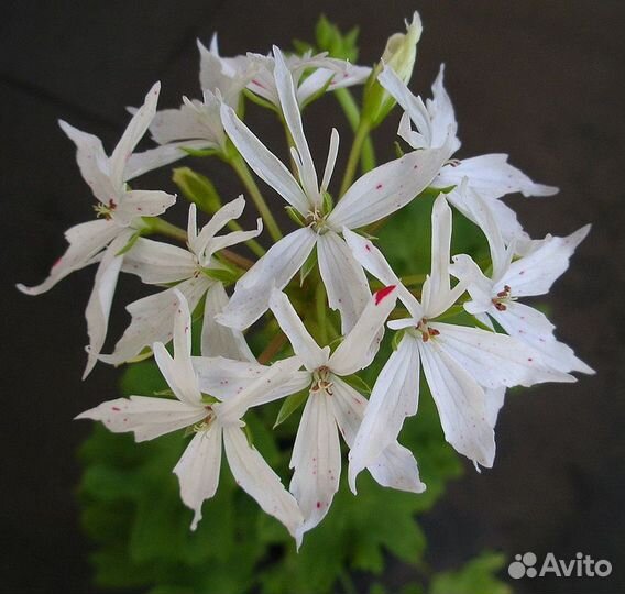 Пеларгония герань звездчатая