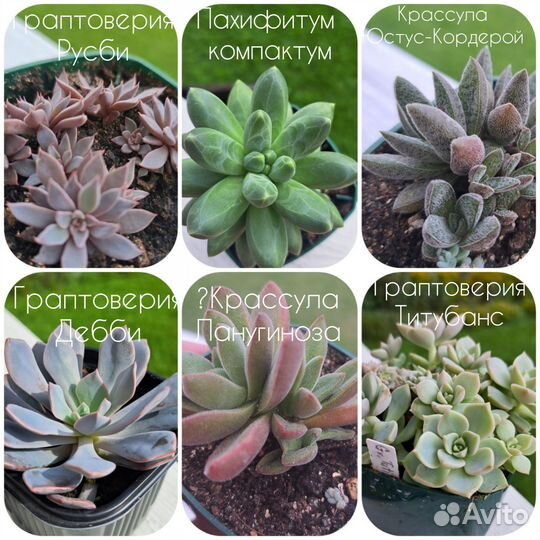 Суккуленты