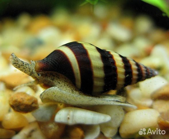 Аквариумные обитатели