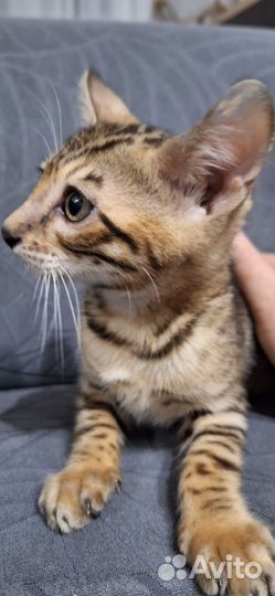 Бенгальская