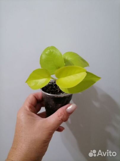 Сциндапсус neon