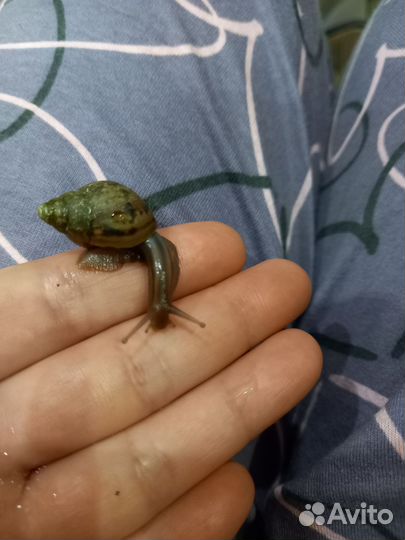 Улитки ахатины