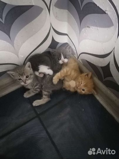 Кошка в дар бесплатно
