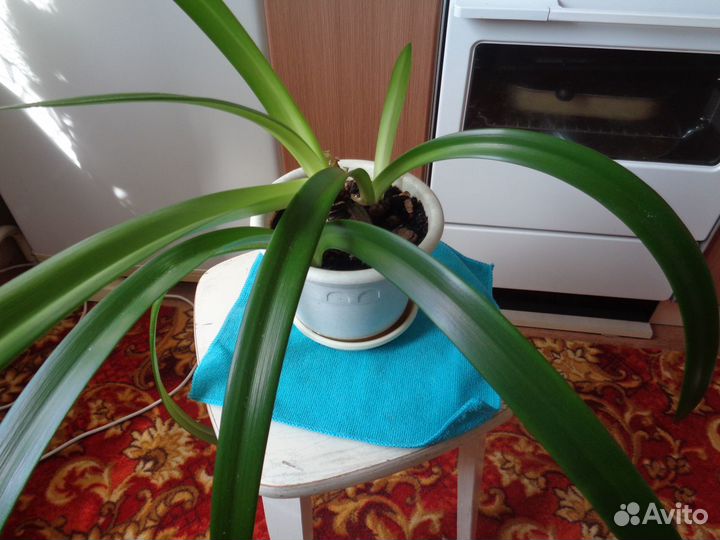 Гиппеаструм(амариллис)