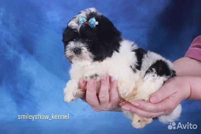 Мальчик mini maltipoo F1