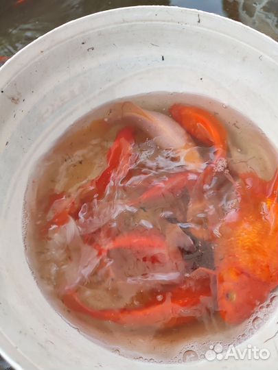 Рыбки для пруда