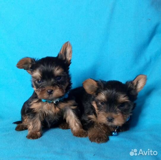 Щенки йорка, мальчики