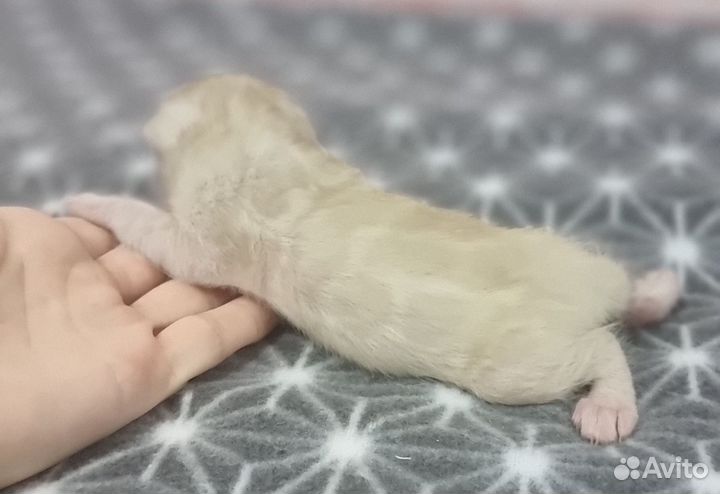 Бенгодетки