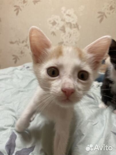 Котенок девочка