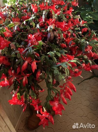 Декабристы