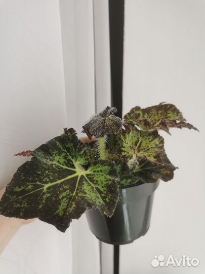 Бегония Palomar prince